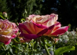 Teahibrid rózsa / Béke